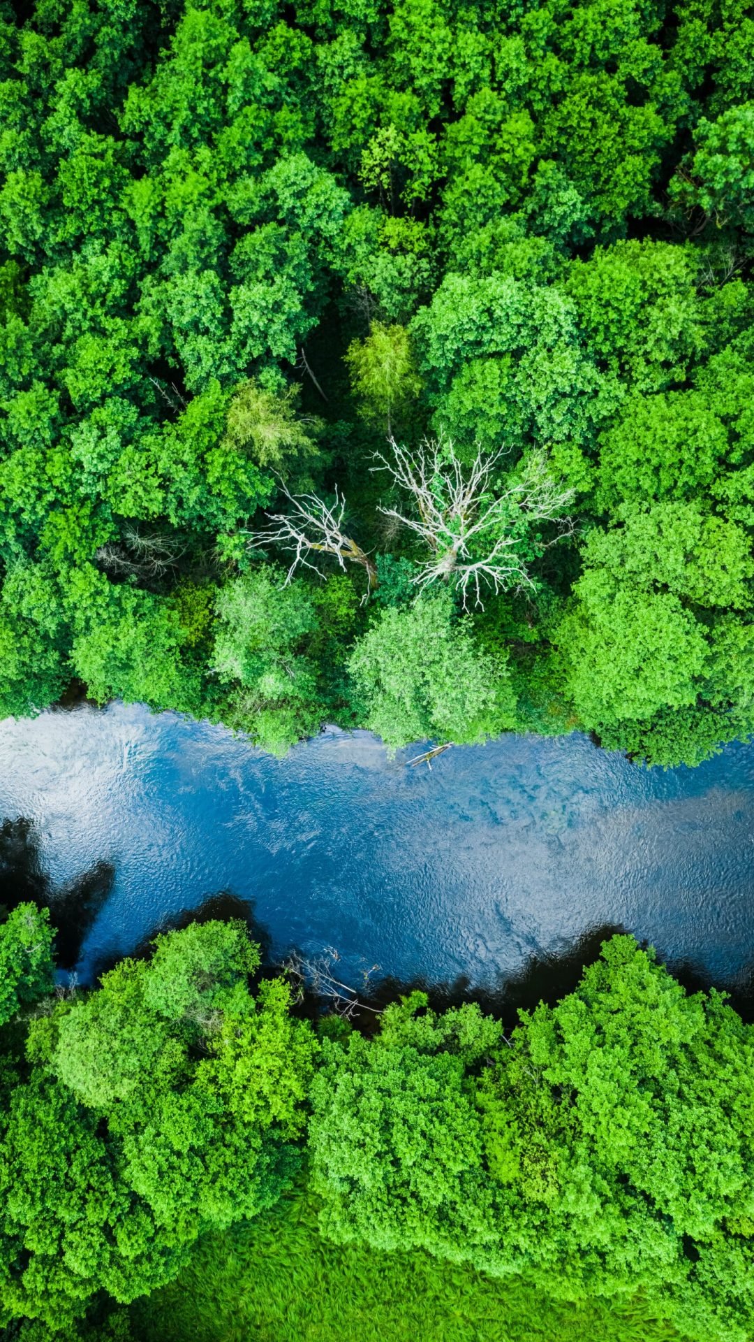 Green forest and blue river in Tuchola natural park Green forest and blue river in Tuchola natural park, aerial view